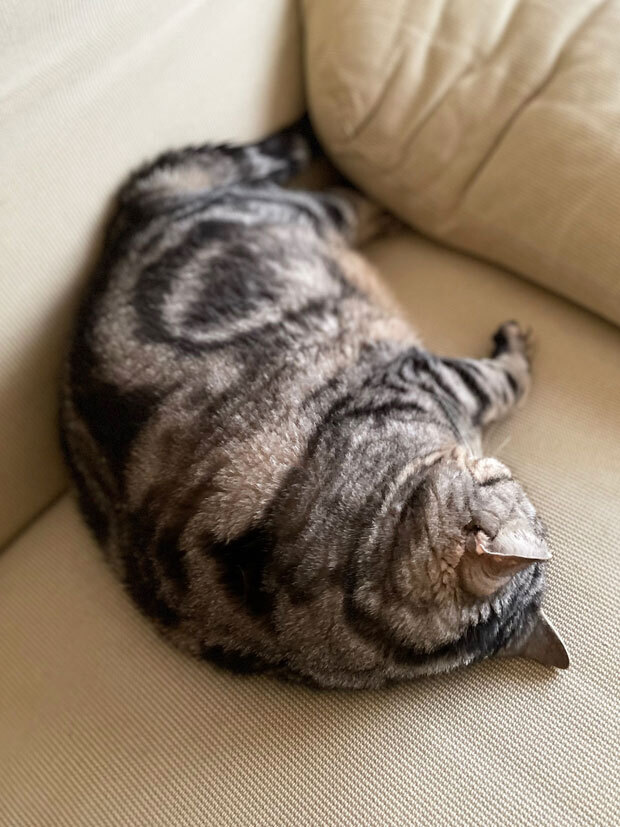 sumomo365_202108_sofa_02.jpg
