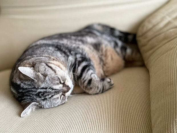 sumomo365_202108_sofa_03.jpg