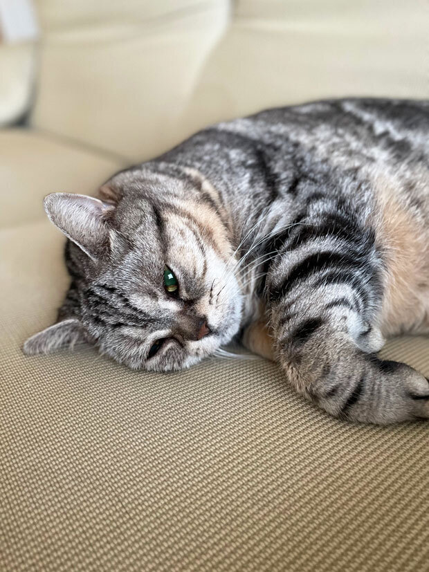 sumomo365_202108_sofa_04.jpg