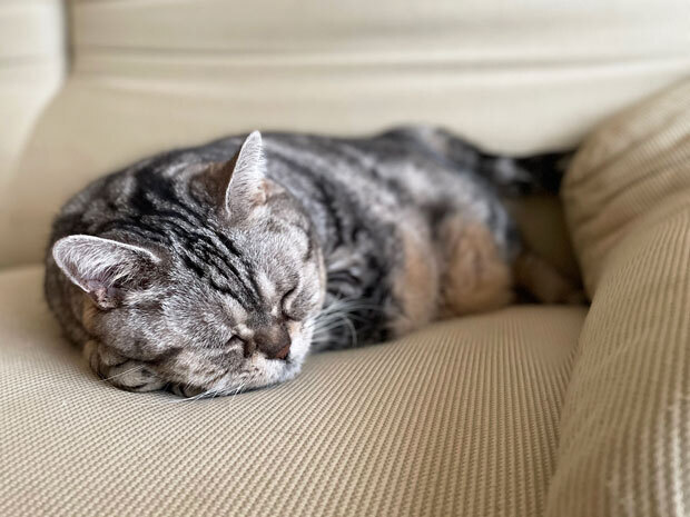 sumomo365_202108_sofa_05.jpg