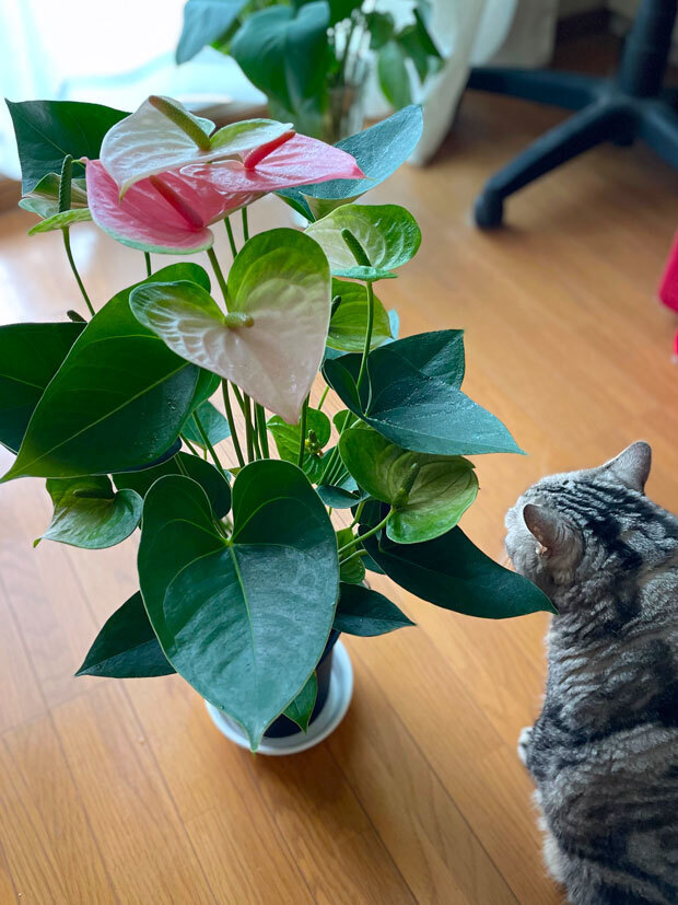 sumomo365_202109_Anthurium_00.jpg