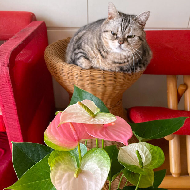 sumomo365_202109_Anthurium_03.jpg