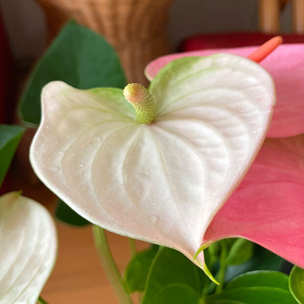 sumomo365_202109_Anthurium_06.jpg
