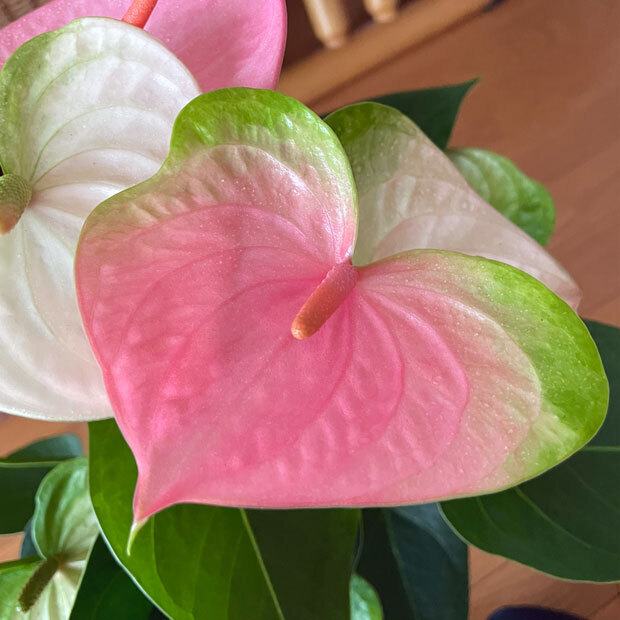 sumomo365_202109_Anthurium_07.jpg