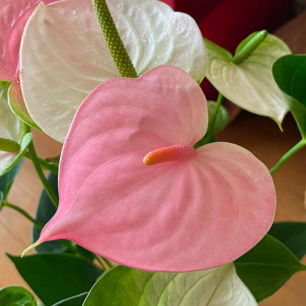 sumomo365_202109_Anthurium_08.jpg