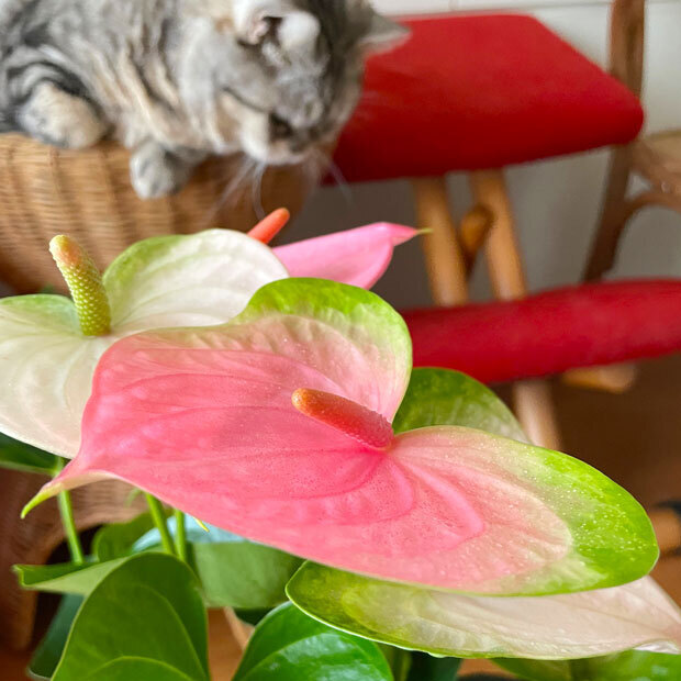 sumomo365_202109_Anthurium_09.jpg