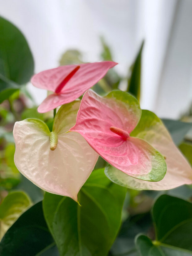 sumomo365_202109_Anthurium_10.jpg