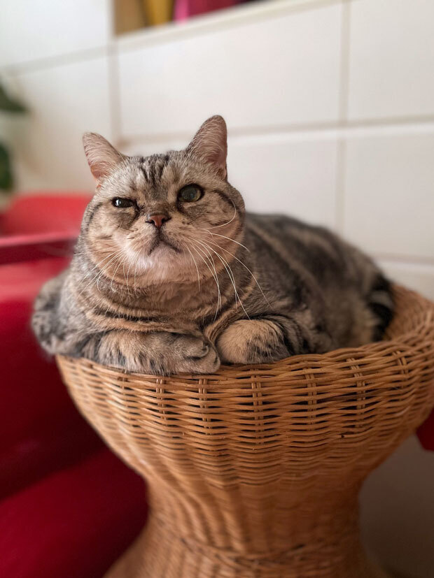 sumomo365_202109_Rattan_bed_06.jpg