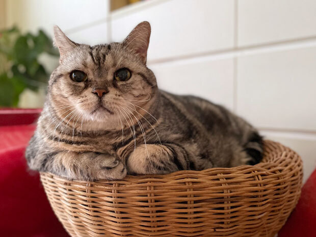 sumomo365_202109_Rattan_bed_08.jpg