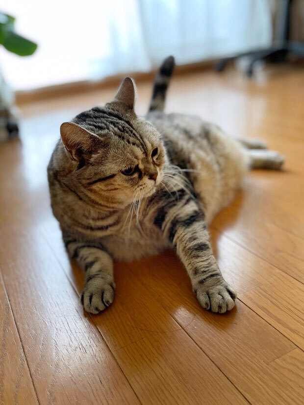 sumomo365_202109_Tilt_01.jpg