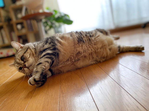 sumomo365_202109_Tilt_02.jpg