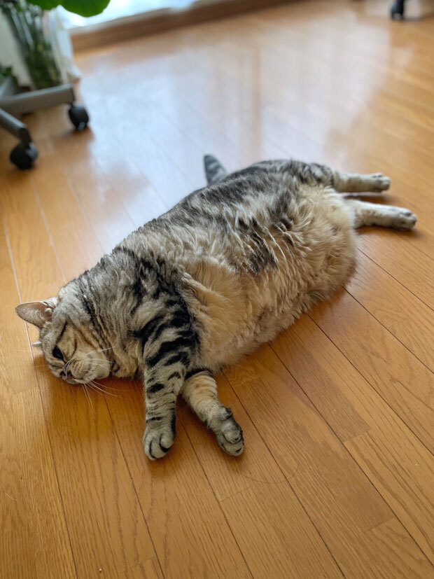 sumomo365_202109_Tilt_03.jpg