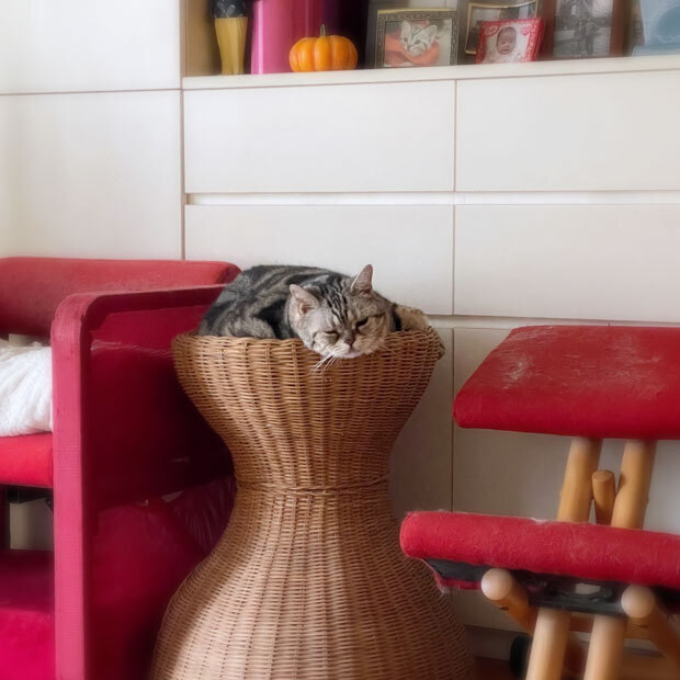 sumomo365_202109_sleepy_cat_00b.jpg