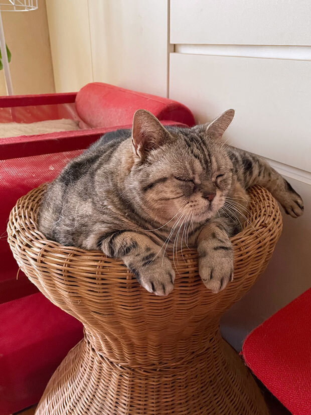 sumomo365_202109_sleepy_cat_01.jpg