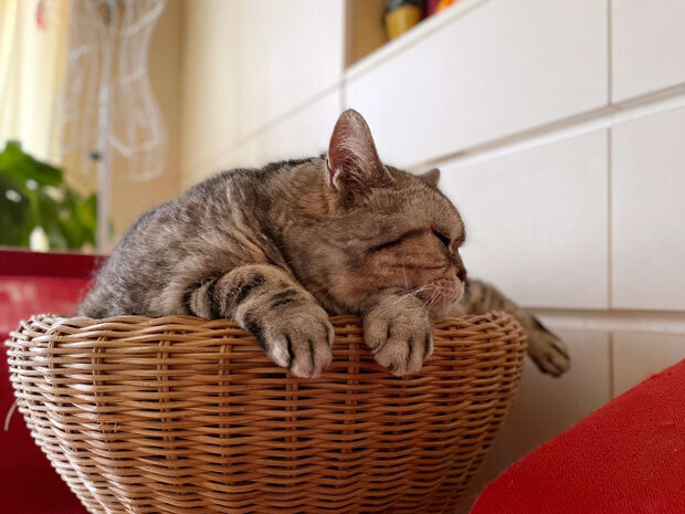 sumomo365_202109_sleepy_cat_02.jpg
