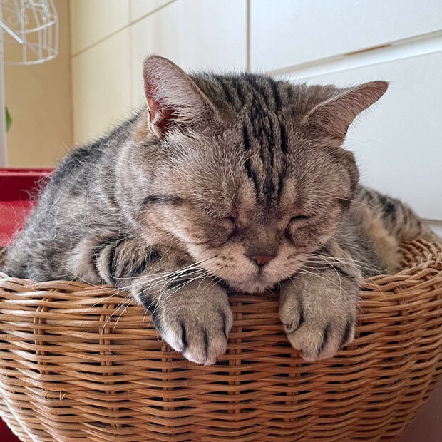 sumomo365_202109_sleepy_cat_04a.jpg