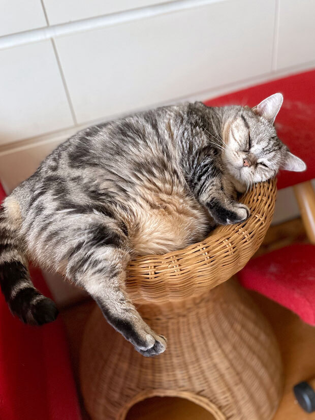 sumomo365_20211011_sleep_04.jpg
