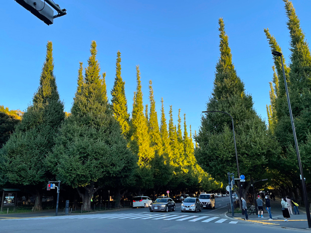 sumomo365_202110_Jingu_Gaien_01.jpg