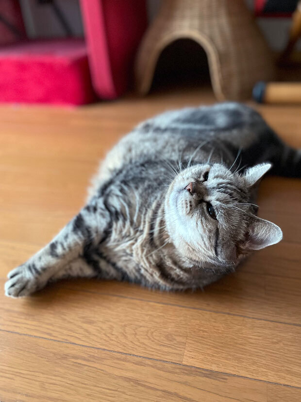 sumomo365_202110_Sleeping_pose_01.jpg