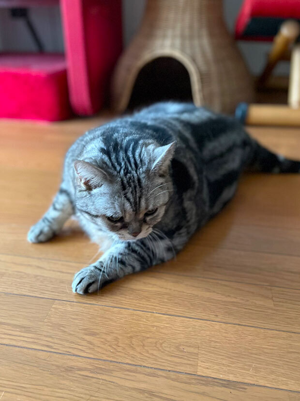 sumomo365_202110_Sleeping_pose_04.jpg