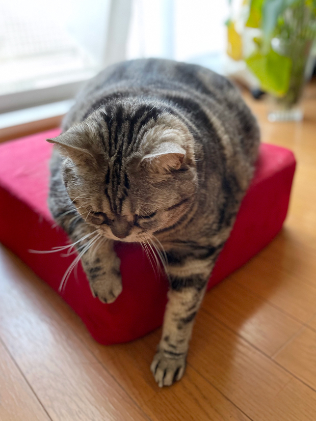 sumomo365_202111_Red_cushion_05.jpg