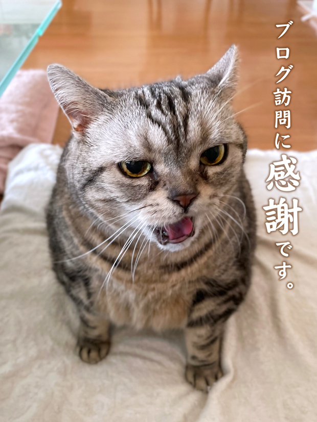 sumomo365_20211207_02.jpg