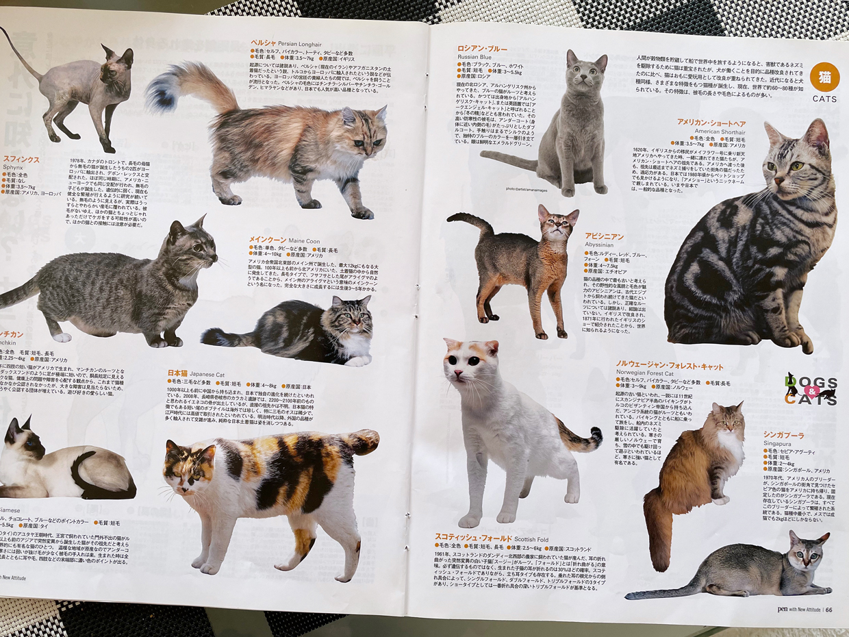 sumomo365_20211223_Scottish_fold_00a.jpg