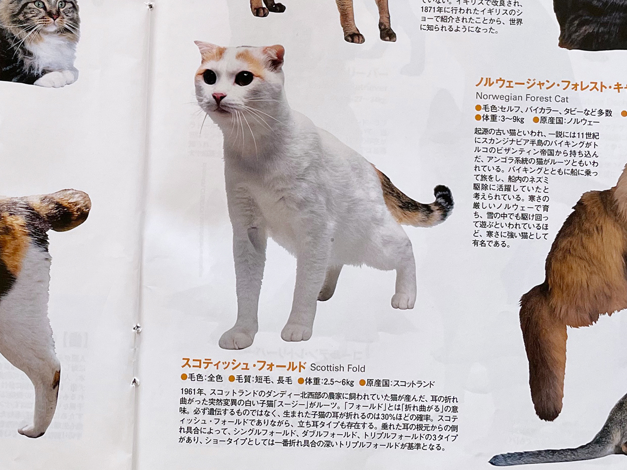 sumomo365_20211223_Scottish_fold_00b.jpg