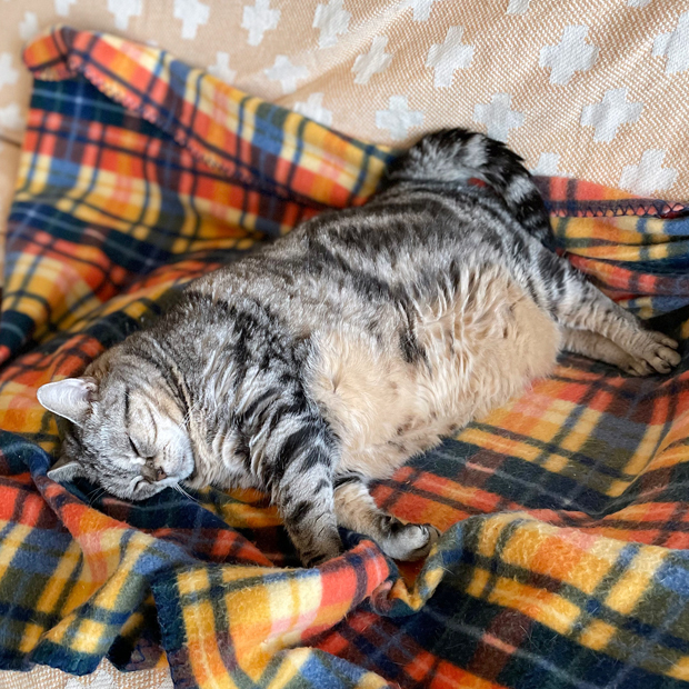 sumomo365_202112_Sleeping_00.jpg