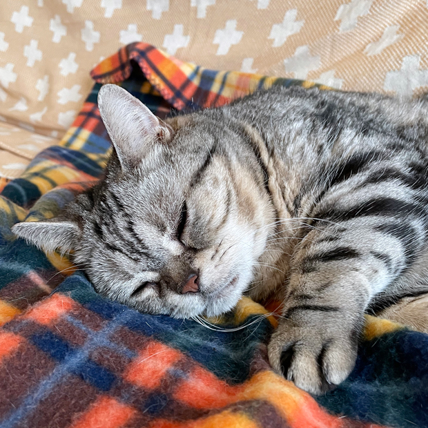 sumomo365_202112_Sleeping_03b.jpg