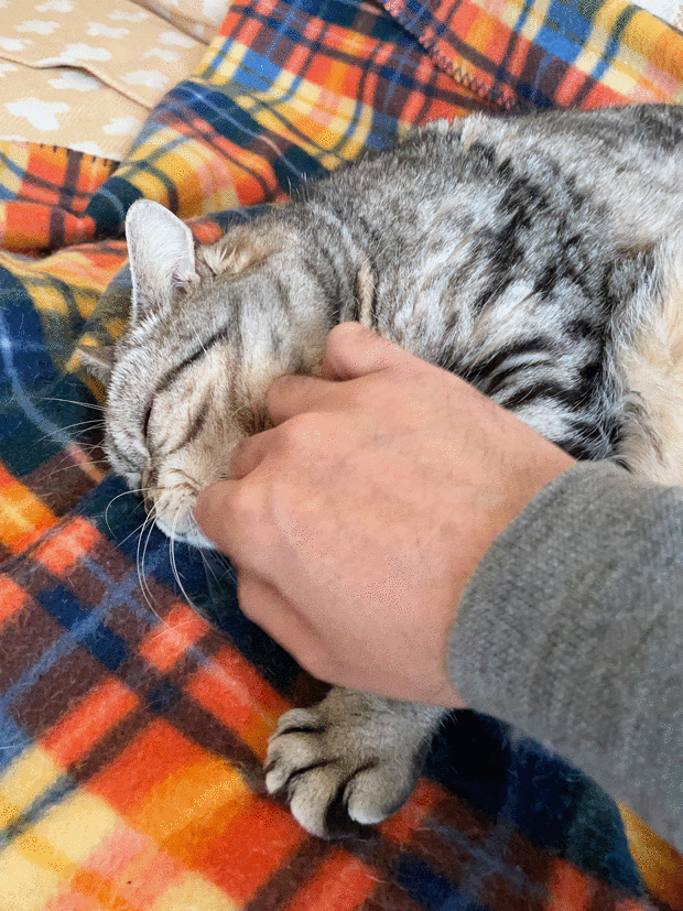 sumomo365_202112_Sleeping_04_0903.gif