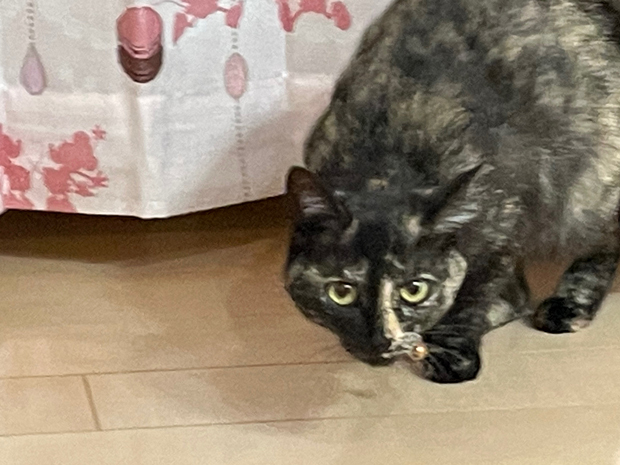 sumomo365_202201_Oreo_01.jpg