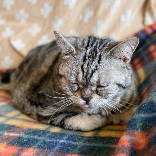sumomo365_202201_sleepy_01.jpg