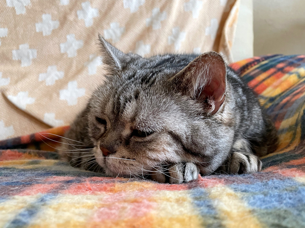 sumomo365_202201_sleepy_03.jpg