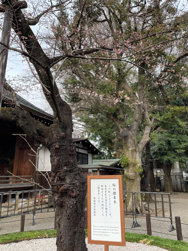 sumomo365_20220321_Yasukuni_Shrine_00.jpg