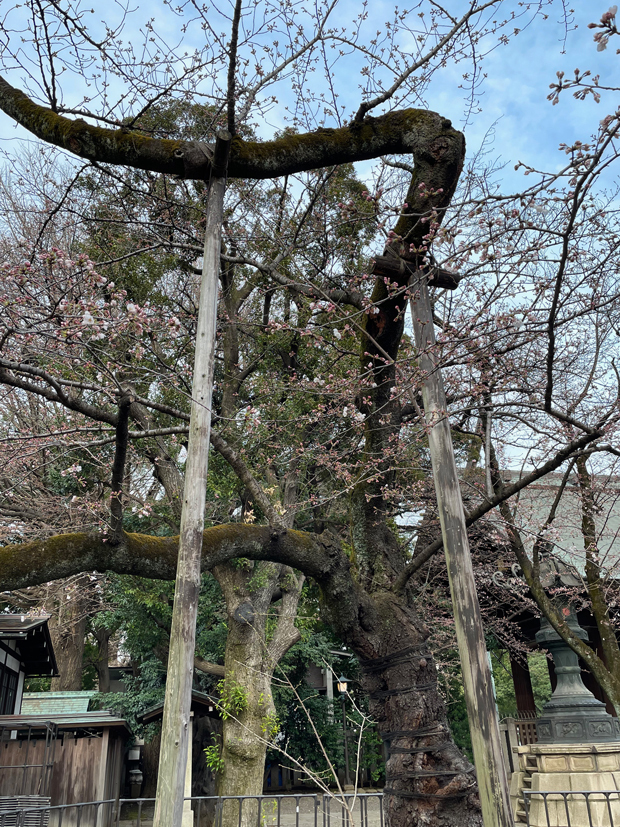 sumomo365_20220321_Yasukuni_Shrine_01.jpg