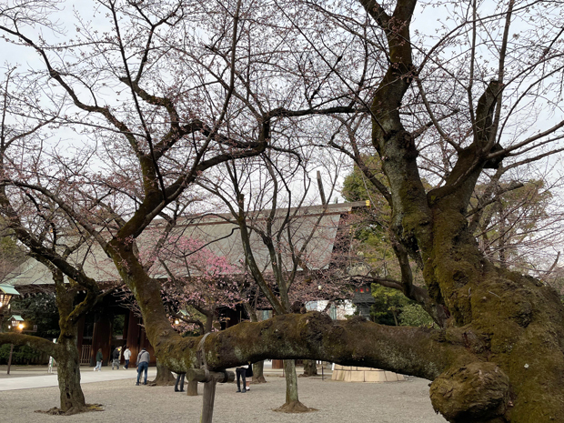 sumomo365_20220321_Yasukuni_Shrine_08.jpg
