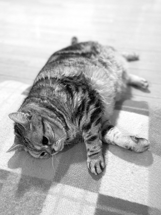 sumomo365_202203_Monochrome_00.jpg