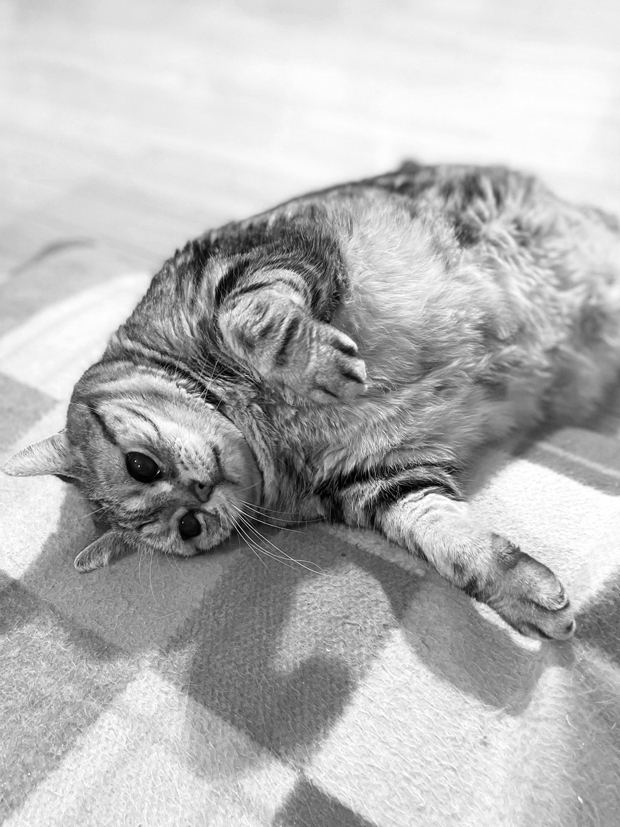 sumomo365_202203_Monochrome_01.jpg