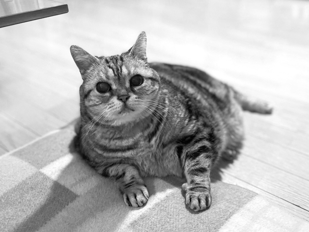 sumomo365_202203_Monochrome_05.jpg