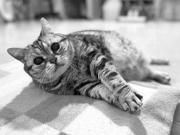 sumomo365_202203_Monochrome_08.jpg