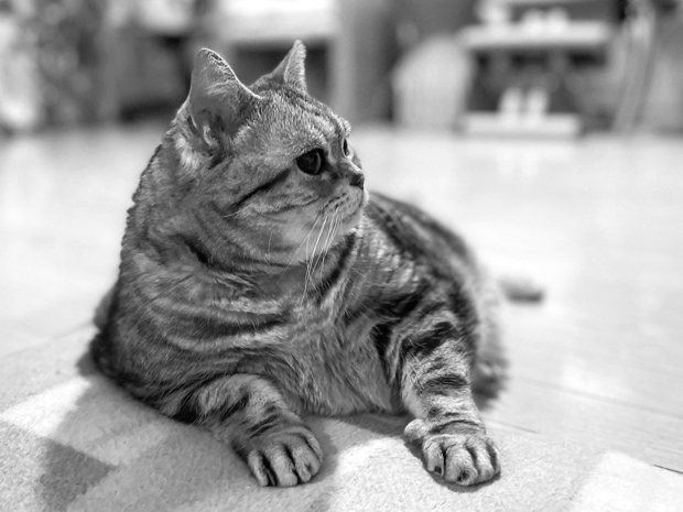 sumomo365_202203_Monochrome_09.jpg