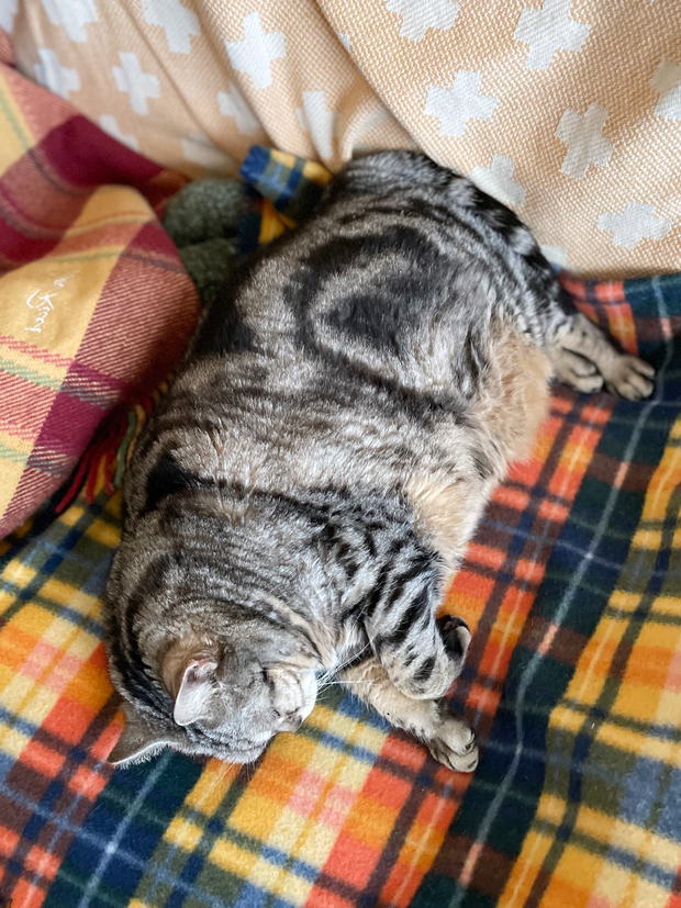 sumomo365_202203_Warm_sleep_00.jpg