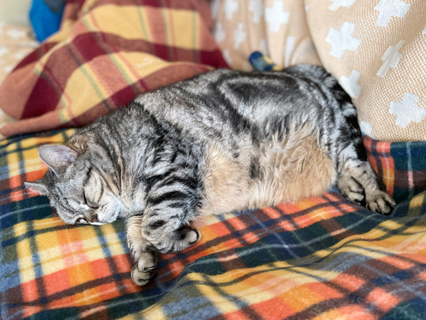 sumomo365_202203_Warm_sleep_02.jpg