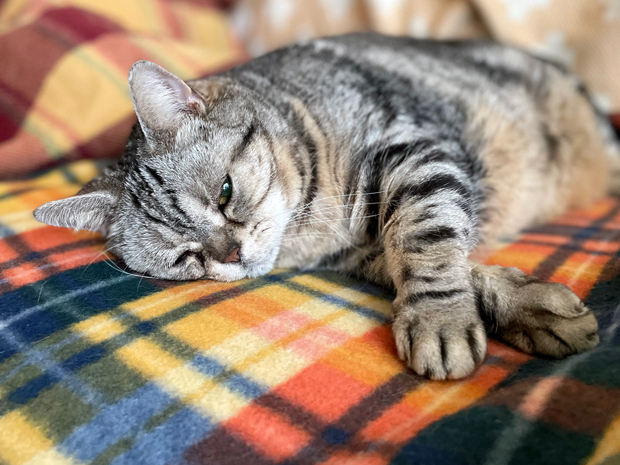 sumomo365_202203_Warm_sleep_03.jpg