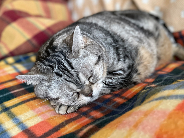 sumomo365_202203_Warm_sleep_05.jpg