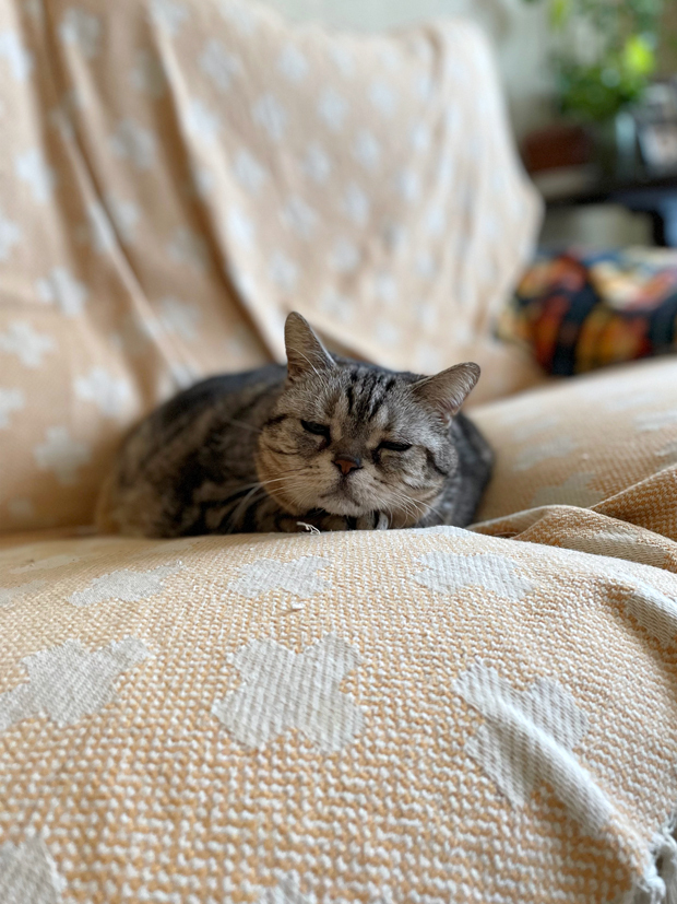 sumomo365_202203_sleepy_00.jpg