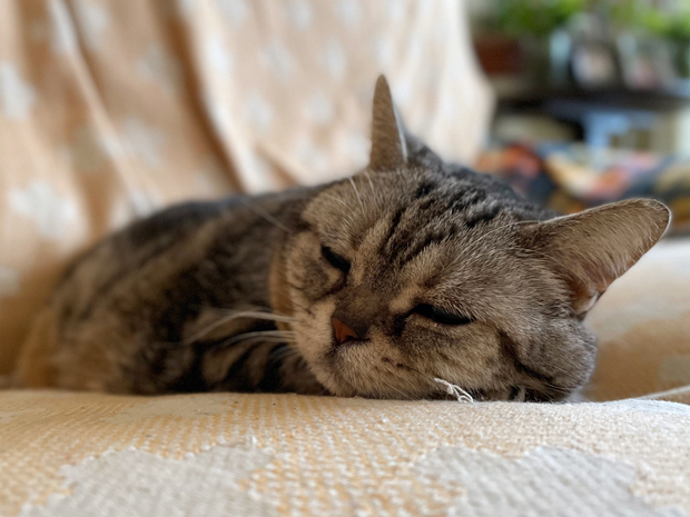 sumomo365_202203_sleepy_02.jpg