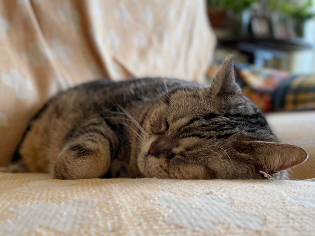 sumomo365_202203_sleepy_03.jpg