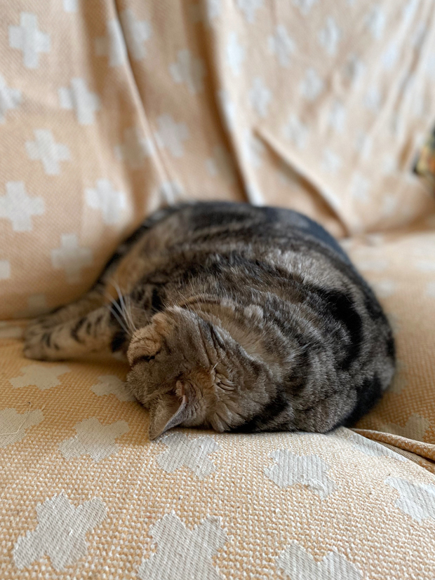 sumomo365_202203_sleepy_04.jpg